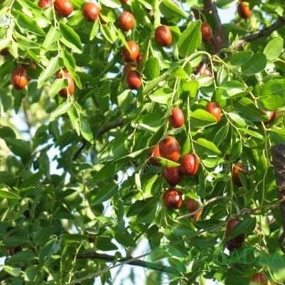 картинка Саженцы Зизифуса, унаби (сеянец) 