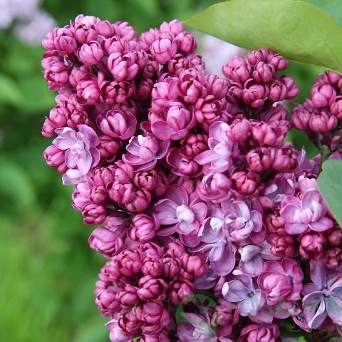 картинка Сирень обыкновенная "Поль Тирион" 