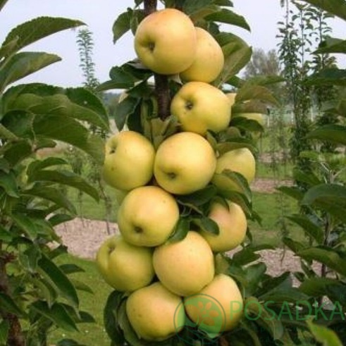 картинка Яблоня колоновидная Диалог 