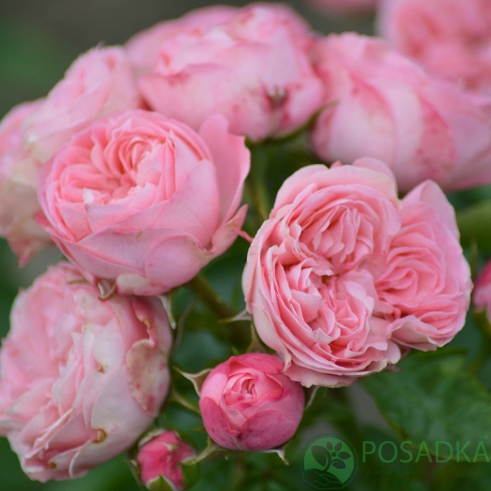 картинка Роза спрей Рококо (Playful Rokoko)  картинка Роза спрей Рококо (Playful Rokoko)