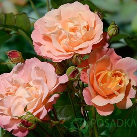 картинка Роза почвопокровная Кубана 