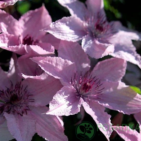картинка Клематис Hagley Hybrid 