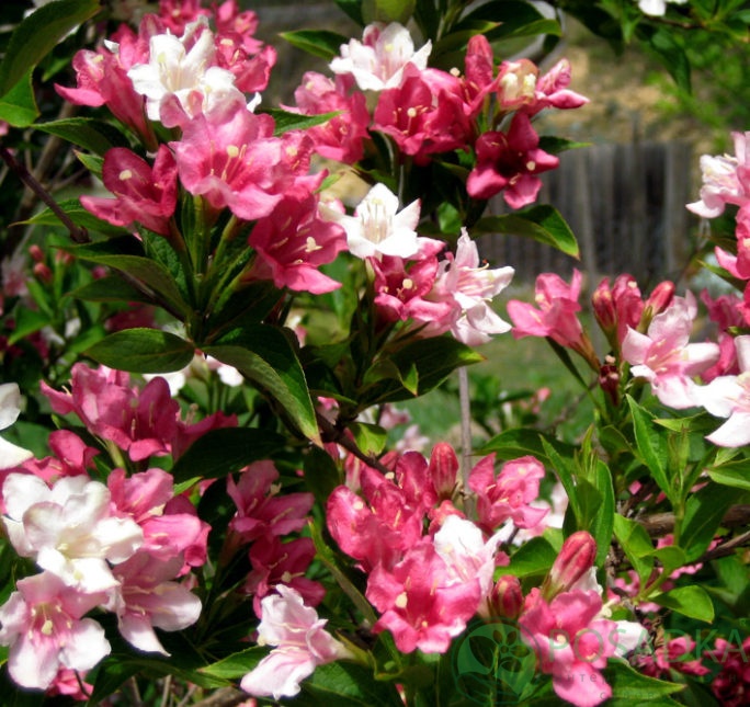 картинка Вейгела цветущая Виктория 7.5л 