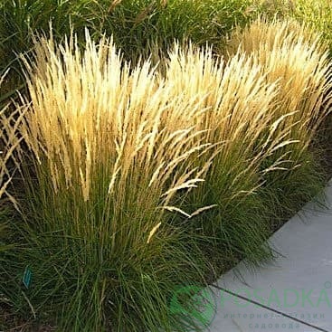 картинка Вейник остроцветковый Карл Форстер 