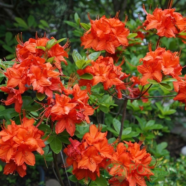 картинка Азалия Feurwerk 