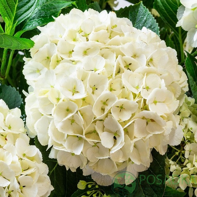 картинка Гортензия крупнолистная Soeur Thérèse (Соер Терез) 