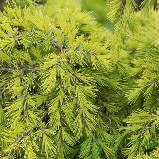 картинка Кедр гималайский Lime Glow 