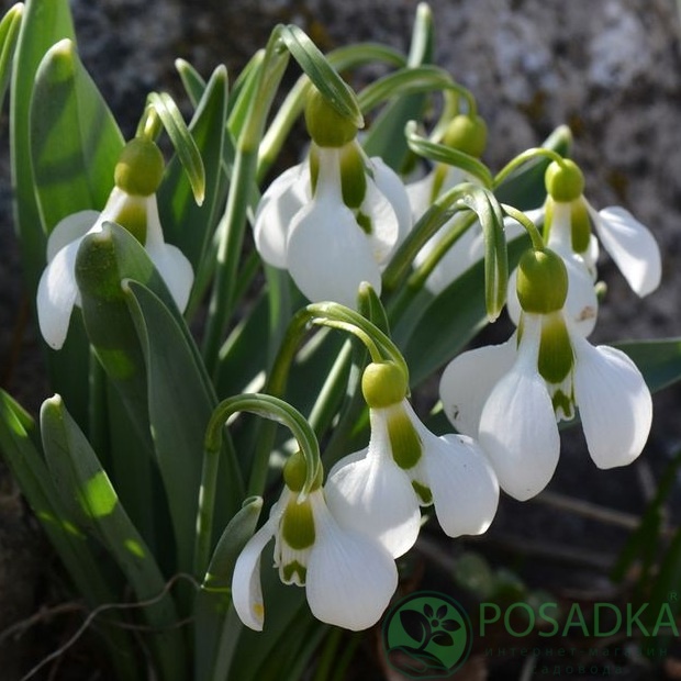 картинка Подснежник elwesii Beluga  картинка Подснежник elwesii Beluga