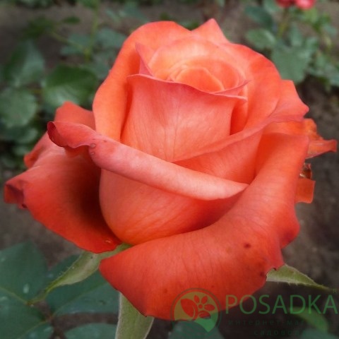 картинка Роза чайно-гибридная Импульс  картинка Роза чайно-гибридная Импульс