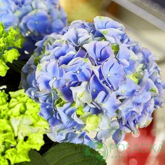 картинка Гортензия крупнолистная Hi River (Хай Ривер) 