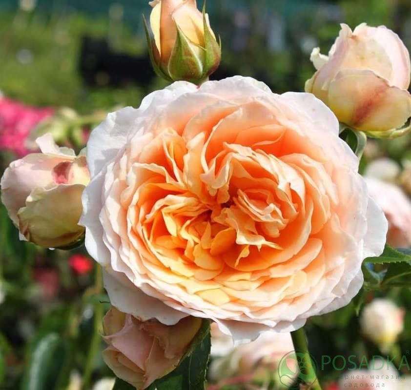 картинка Роза плетистая Джинджер Силлабаб 