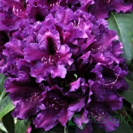 картинка Рододендрон гибридный Azurro 