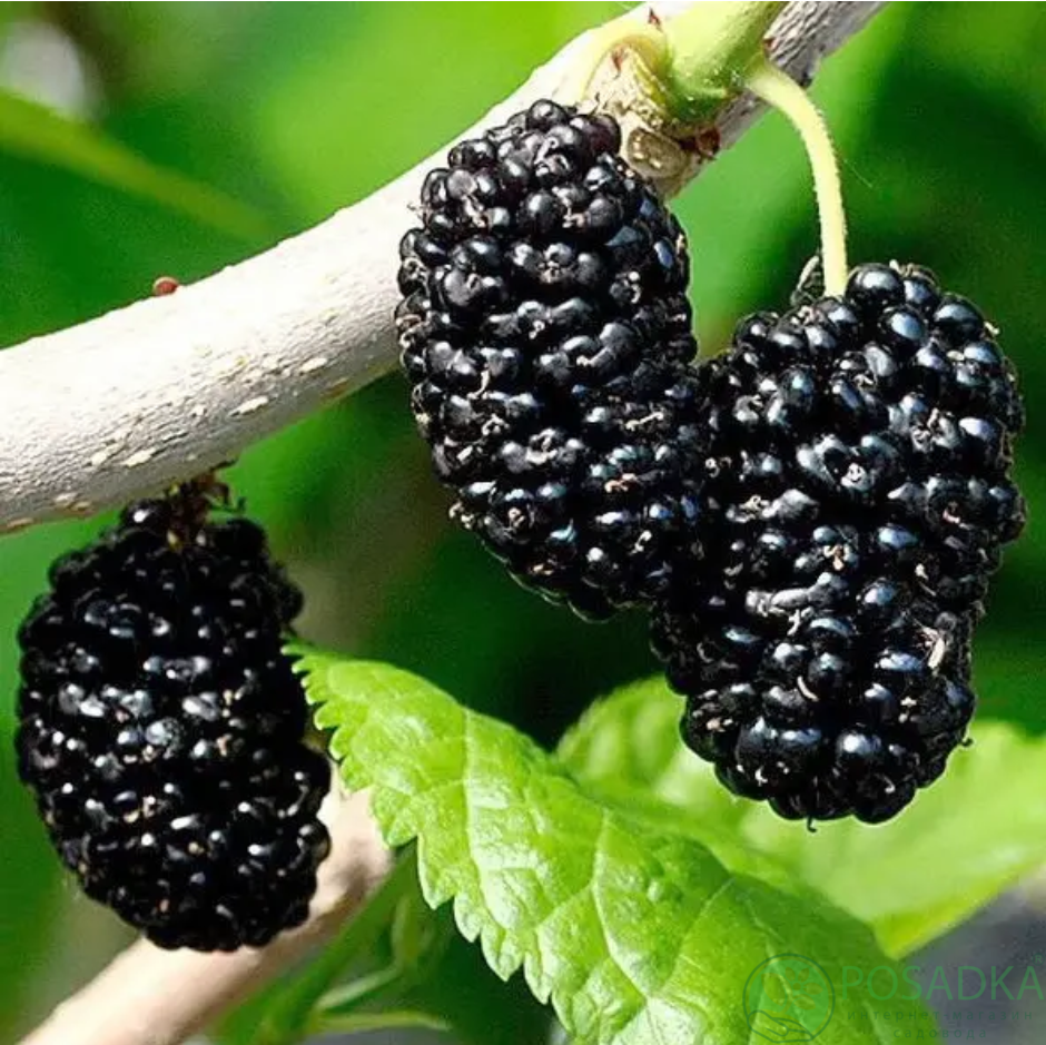 картинка Шелковица чёрная Стамбульская 