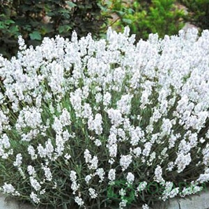 картинка Лаванда узколистная Edelweiss 