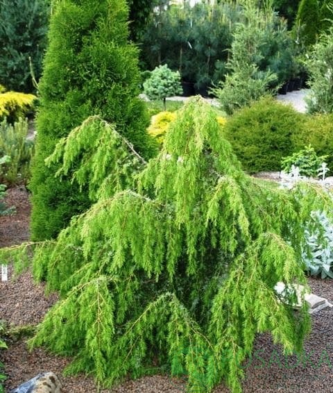 картинка Можжевельник обыкновенный Хорстманн 