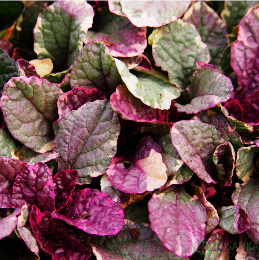 картинка Живучка Burgundy Glow 