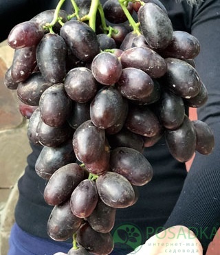 картинка Виноград Чернявая дивчина 