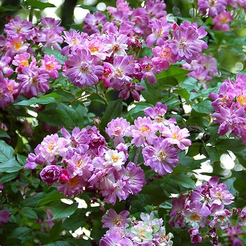 картинка Роза штамбовая Вейченблау (Veilchenblau) 