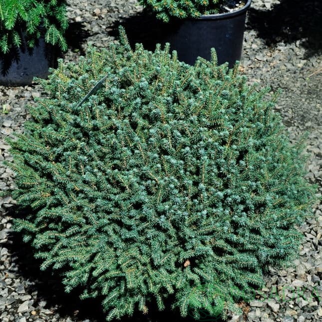 картинка Ель черная Нана (Picea mariana Nana) 