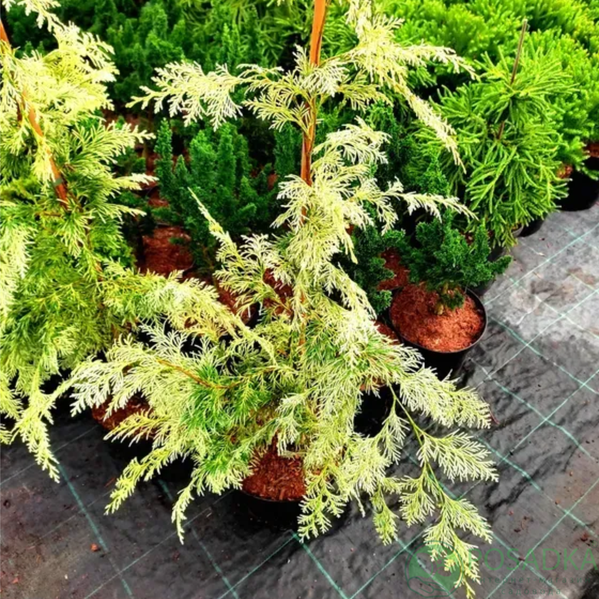 картинка Кипарисовик Лавсона Luna 