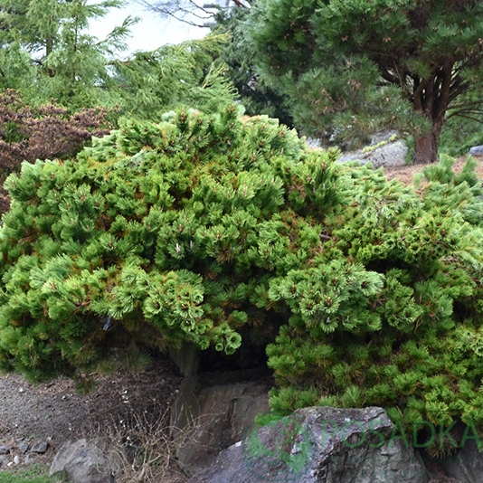 картинка Сосна Тунберга Сайонара (Pinus thunbergii 'Sayonara)  картинка Сосна Тунберга Сайонара (Pinus thunbergii 'Sayonara)