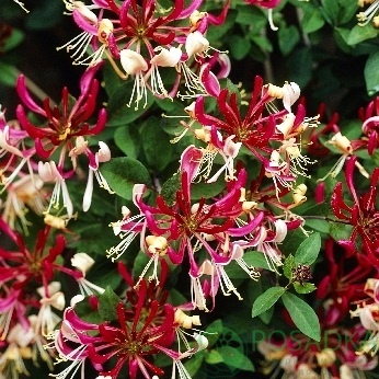 картинка Жимолость кучерявая Chojnow Fragrant Cloud 2л 