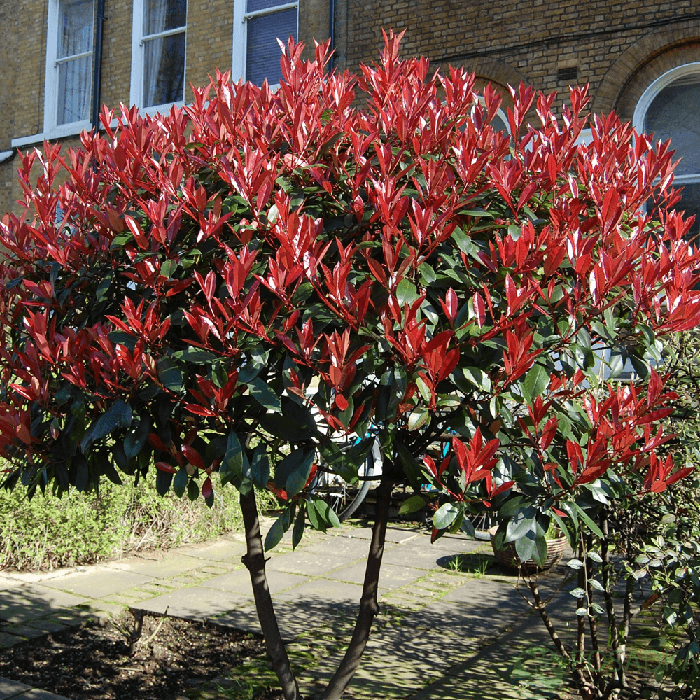 картинка Фотиния Фразера Louise 