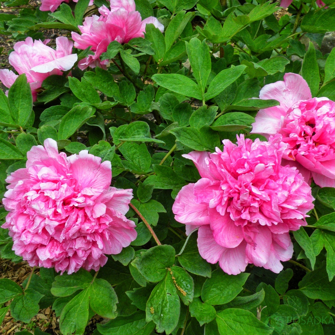 картинка Пион древовидный Paeonia suffr. pink 