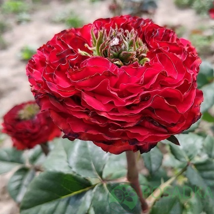 картинка Роза чайно-гибридная Ред Ай 