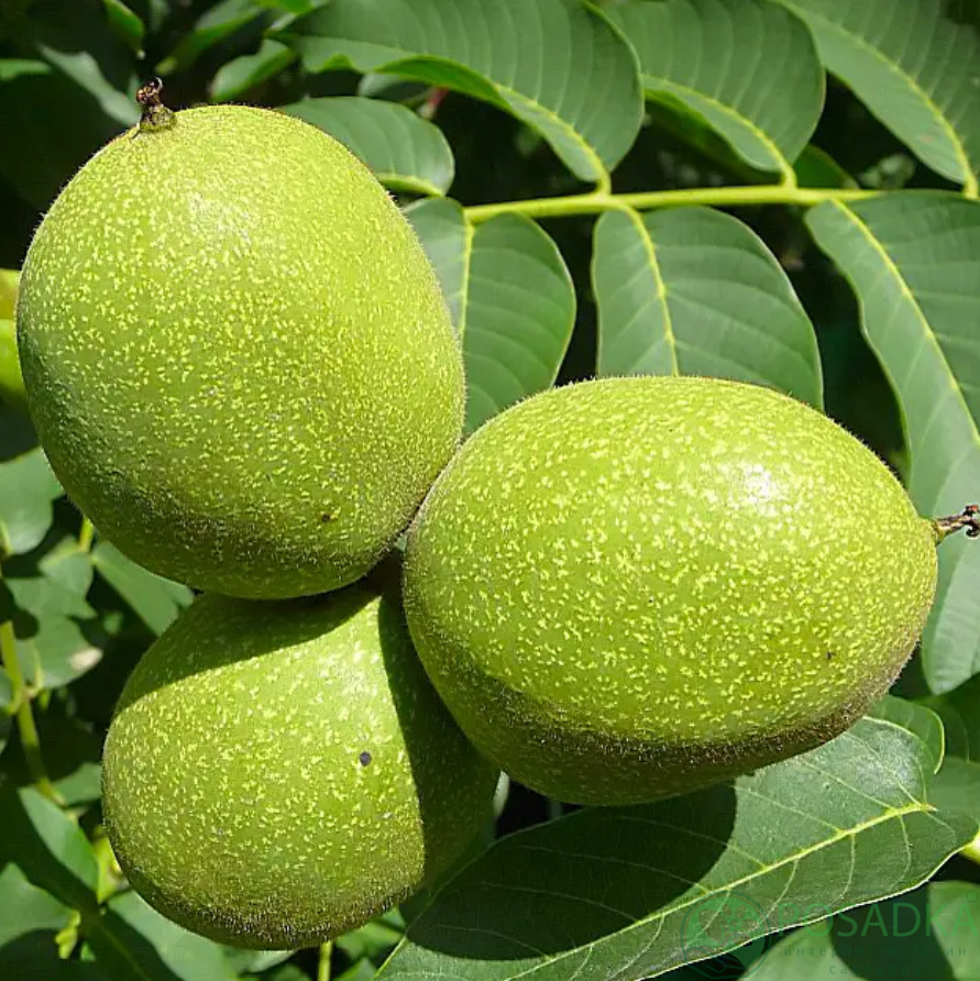 картинка Грецкий орех Буковинский 1 