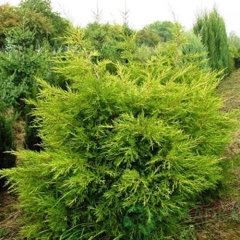 картинка Можжевельник китайский Куривао Голд 3л 