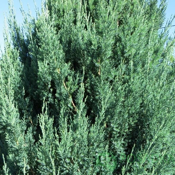 картинка Можжевельник китайский Блю Поинт 2л 