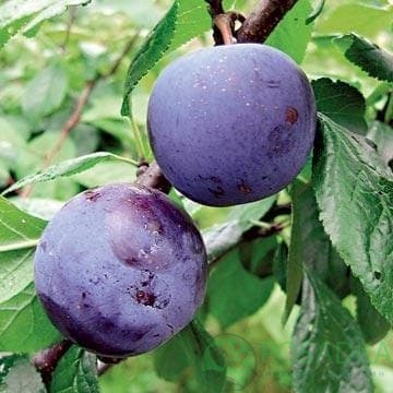 картинка Слива Монфор 