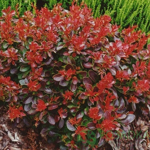 картинка Барбарис Тунберга Вagatelle 