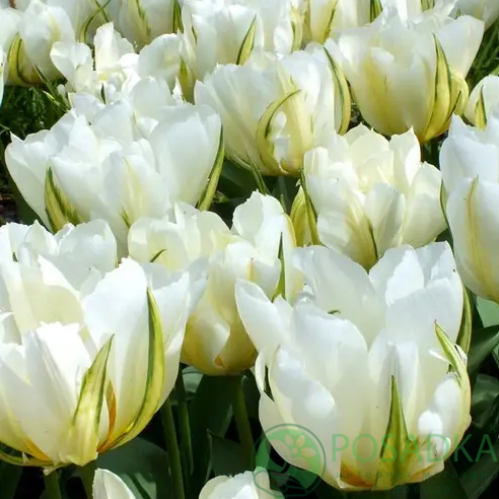картинка Тюльпан White Valley  картинка Тюльпан White Valley