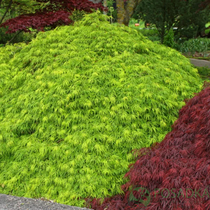 картинка Клен пальмолистный Dissectum 