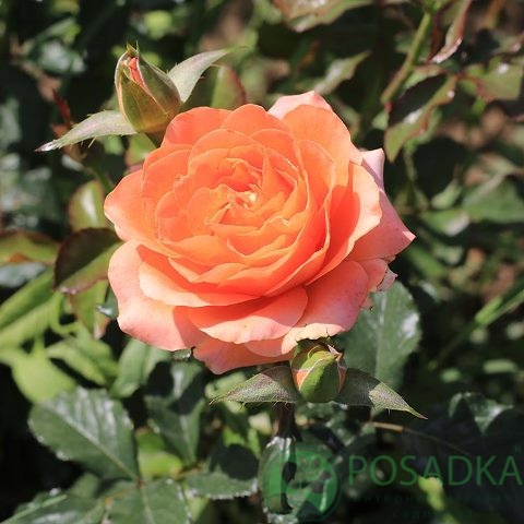 картинка Роза флорибунда Пампкин Патч 