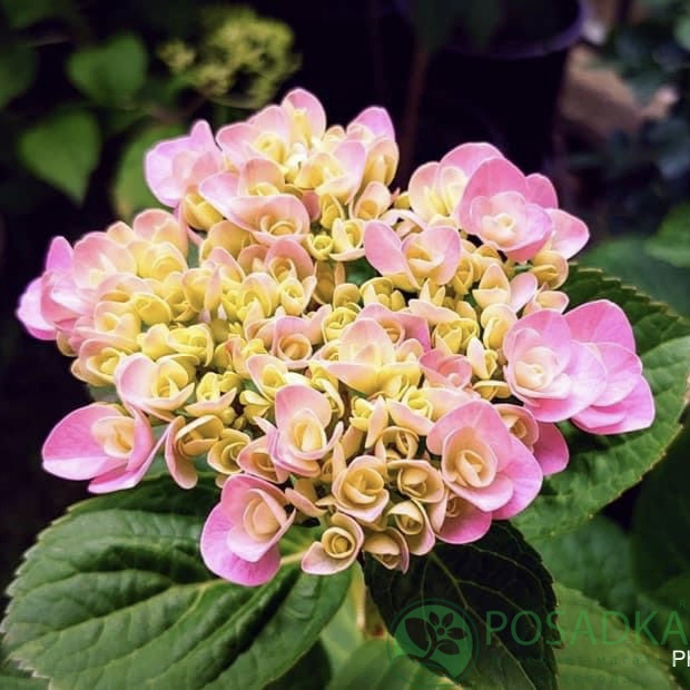 картинка Гортензия крупнолистная Double Pink Love PBR 