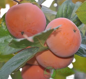 картинка Хурма Джон Рик (2 летняя) оригинальная 