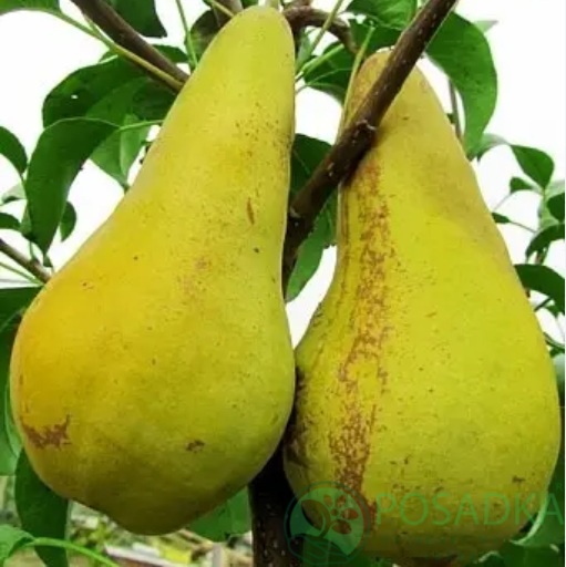 картинка Груша Конкорд 