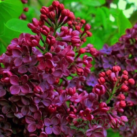 картинка Сирень обыкновенная Знамя Ленина 3л 