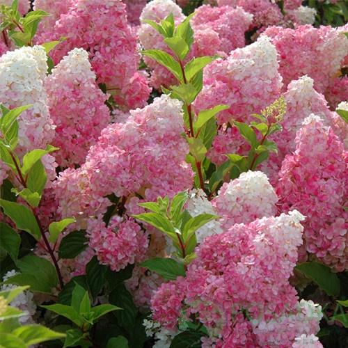 картинка Гортензия метельчатая 2-х летняя Vanille Fraise (Ванилла Фрейз) С2 