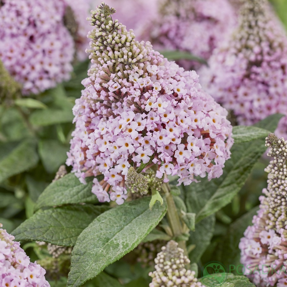 картинка Буддлея Давида "Little Rockstars" Pink 