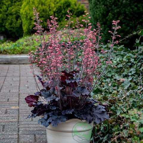 картинка Гейхера Timeles Night (Бесконечная ночь)  картинка Гейхера Timeles Night (Бесконечная ночь)