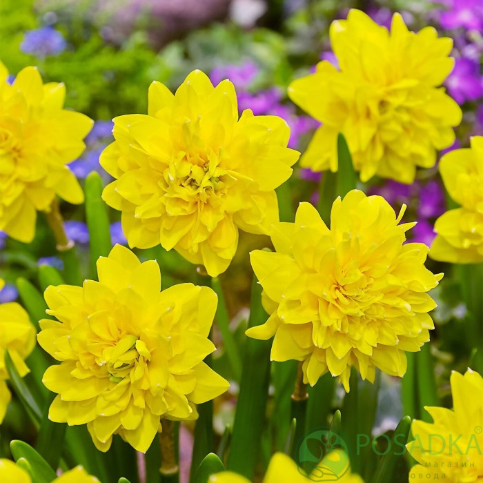 картинка Нарцисс Tete de Luxe 