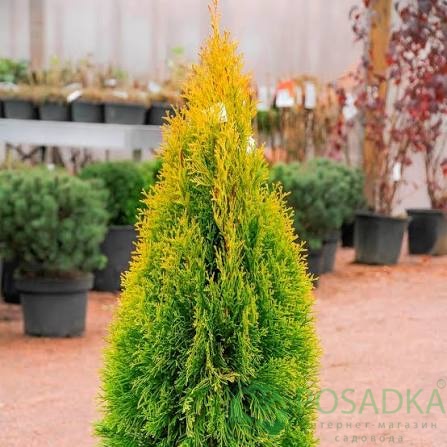 картинка Туя западная Голден Энн 