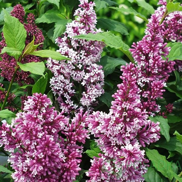 картинка Сирень Престон Elinor 