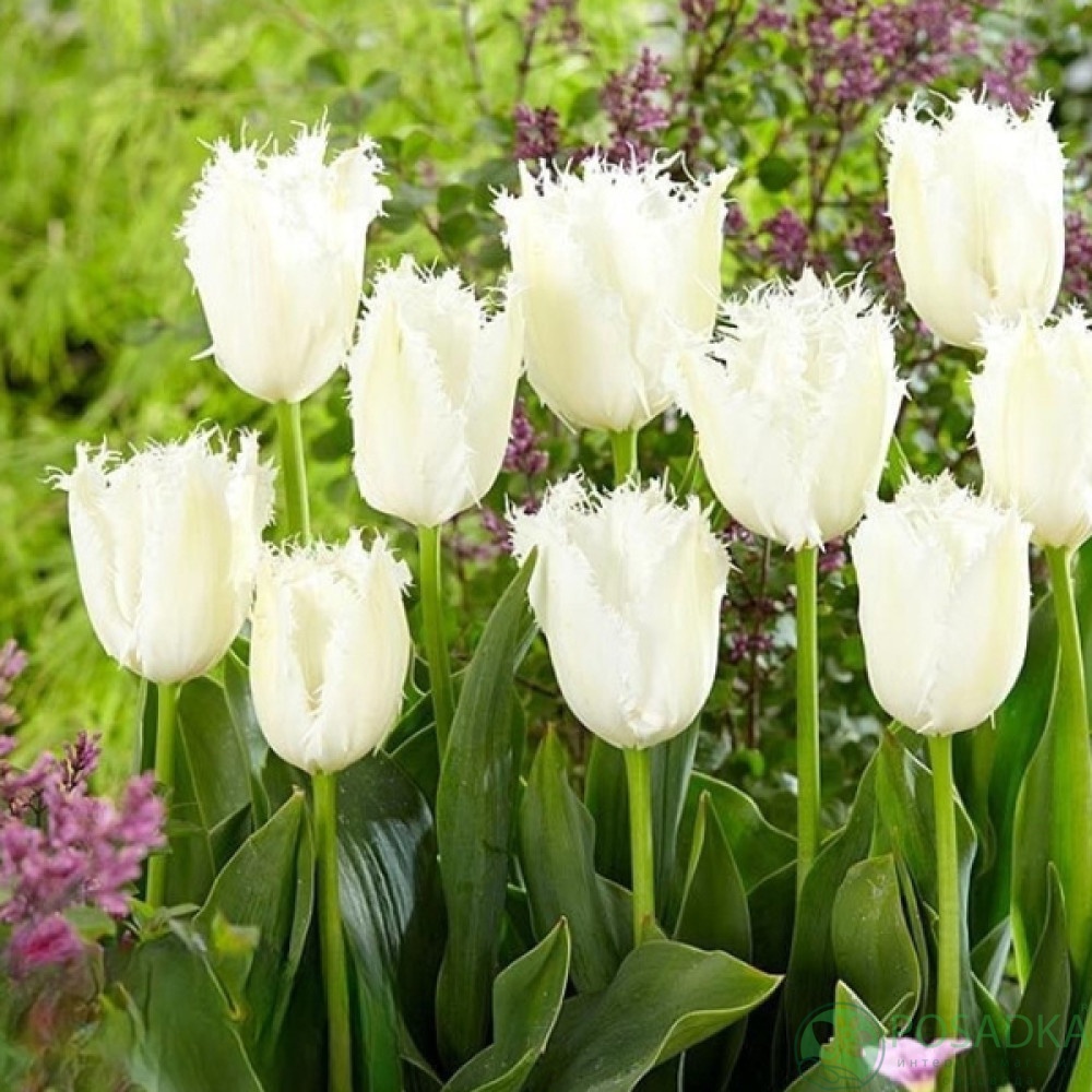 картинка Тюльпан Noordeinde (3 шт) 