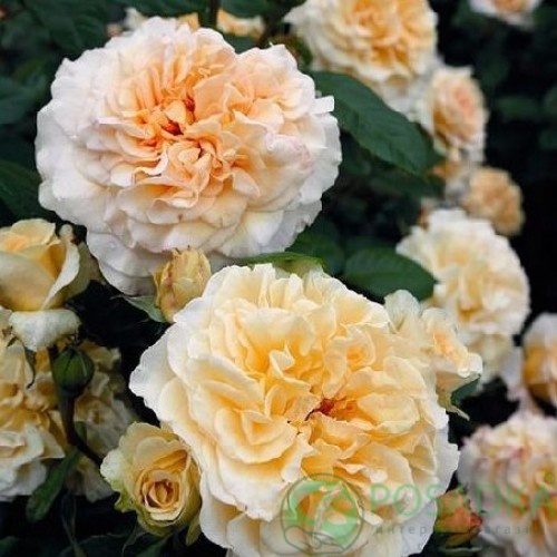 картинка Роза чайно-гибридная Комтесса (Comtessa) 