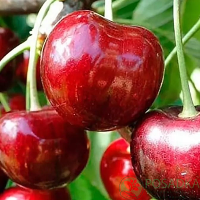 картинка Черешня Вера 